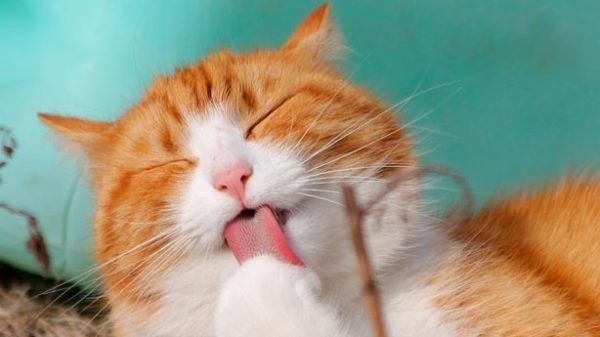 La felicidad consiste en vivir como todo el mundo y ser totalmente distinto...(Foto: Pixabay)8203;8203;8203;8203;8203;8203;8203;