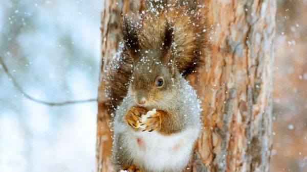 Quien alimenta a un animal hambriento