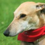 Hoy se celebra el Día Mundial del galgo. (Foto: Pixabay)