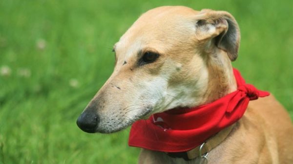 Hoy se celebra el Día Mundial del galgo. (Foto: Pixabay)
