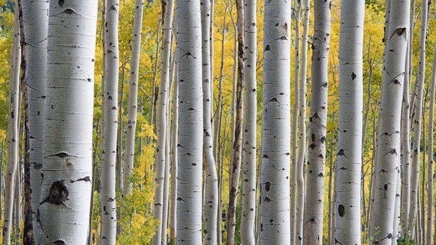 No cortes el árbol que te da sombra. (Foto: Pixabay)