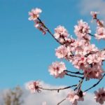 Los almendros comienzan a florecer. (Foto: Pixabay)