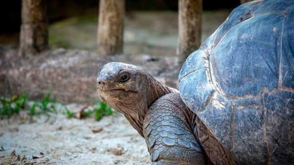 La enfermedad se aleja montada en una tortuga. (Foto: Pixabay)