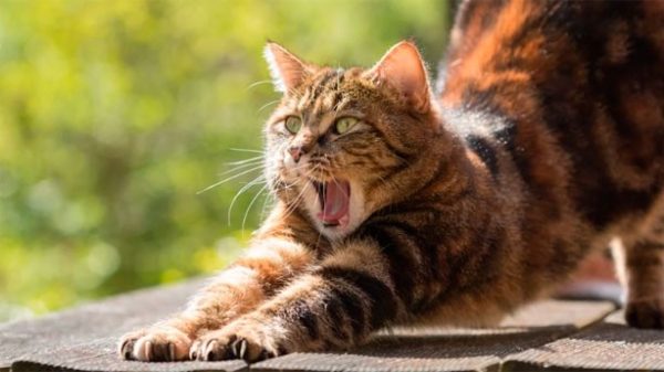 Hoy se celebra el Día Mundial del gato. (Foto: Pixabay)
