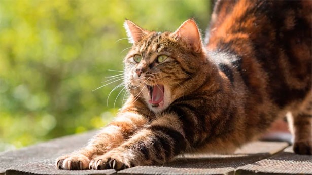 Hoy se celebra el Día Mundial del gato. (Foto: Pixabay)