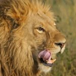 Tu lengua es como un león... (Foto: Pixabay)