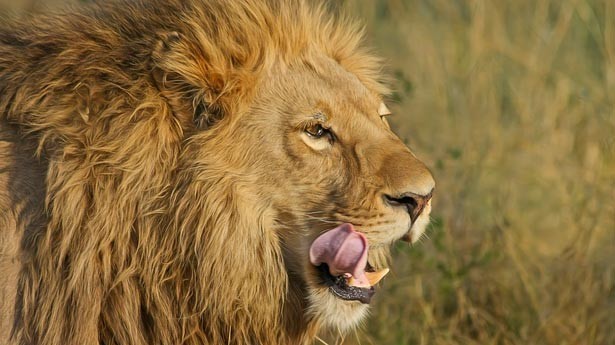 Tu lengua es como un león... (Foto: Pixabay)