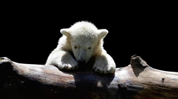 Hoy se celebra el Día Internacional del Oso Polar. (Foto: Pixabay)