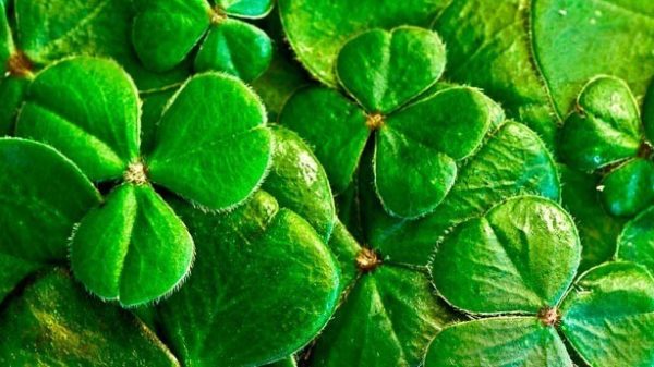 Hoy se celebra el Día de San Patricio. (Foto: Pixabay)