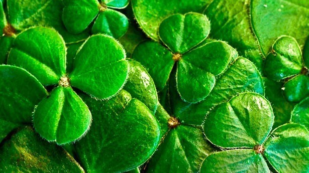 Hoy se celebra el Día de San Patricio. (Foto: Pixabay)