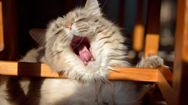 El tiempo de la siesta se acabó