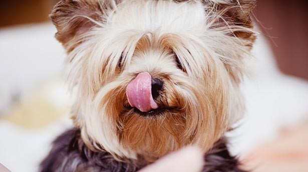 Los perros que se pelean entre ellos