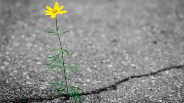 Un diente de león en medio del asfalto. (Foto: Pixabay)