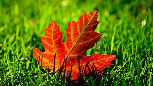 La última hoja del árbol. (Foto: Pixabay)