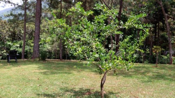 Un limonero que pare unos preciosos limones criollos. (Foto: EF)