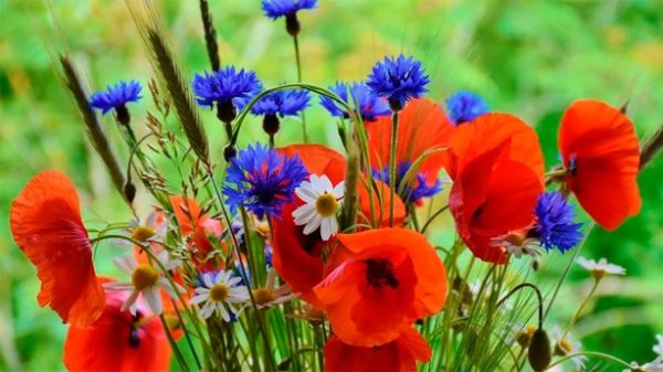 Las flores de otro mayo. (Foto: Pixabay)