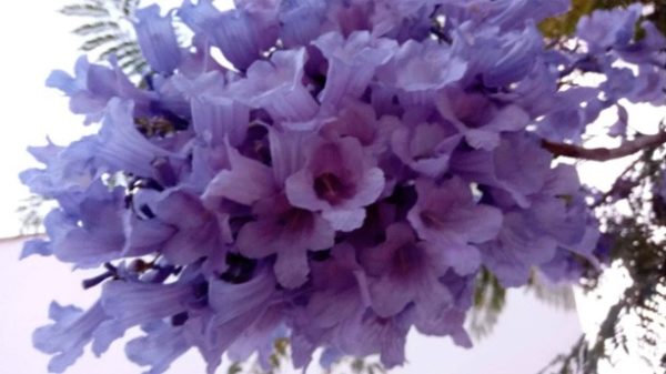 A esta flor le llamaría yo violeta. O hija del sol. (Foto: JADC)