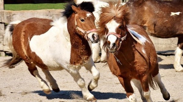 Todos los caballos corren el derbi
