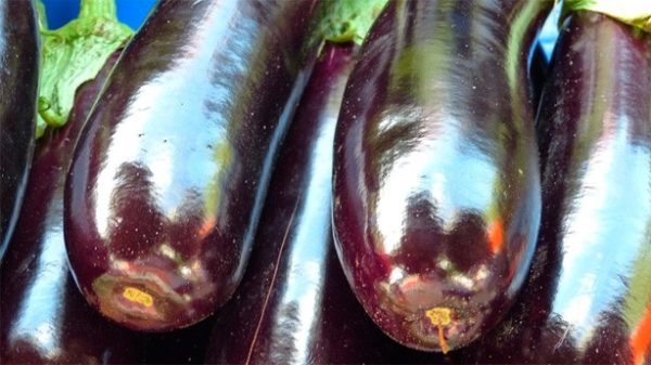 Ricas berenjenas alargadas para un plato de lujo. (Foto: Pixabay)