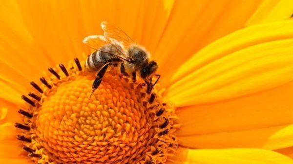 Las abejas dejan de zumbar al posarse sobre las flores. (Foto: Pixabay)