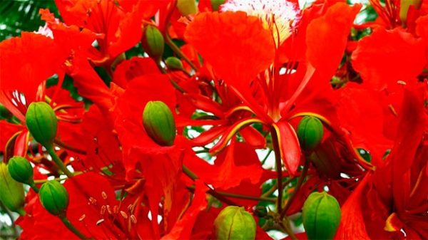 Una saga marcada por la belleza dominicana. (Foto: Pixabay)