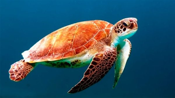 Hoy se celebra el Día Mundial de los Océanos. (Foto: Pixabay)