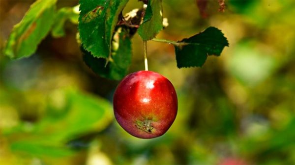La manzana no cae lejos del tronco. (Foto: MabelAmber/Pixabay)
