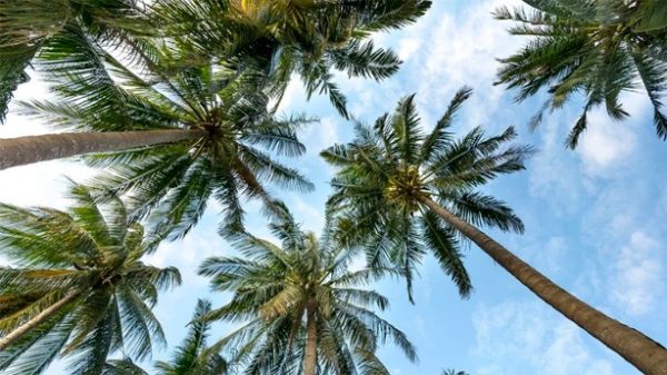 Uno no reconoce el paraíso hasta que le echan de él. (Foto: Pixabay)