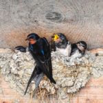 Una golondrina no hace verano. (Foto: Pixabay)