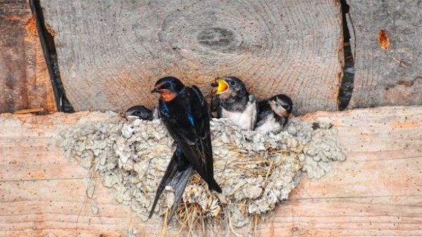 Una golondrina no hace verano. (Foto: Pixabay)