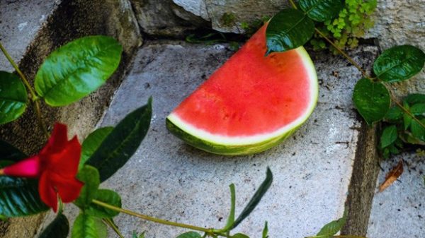 Rica sandía para una refrescante bebida. (Foto de Molly Champion en Pexels)