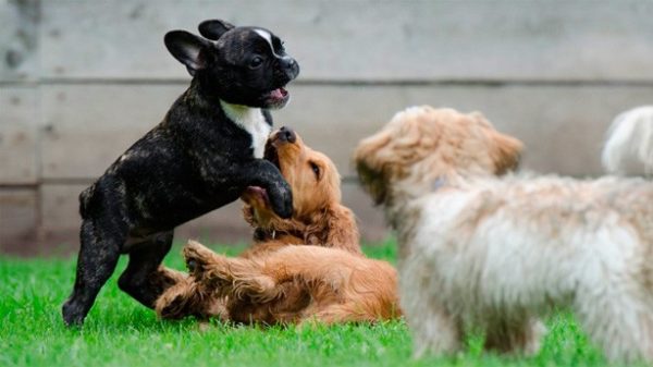 Perros