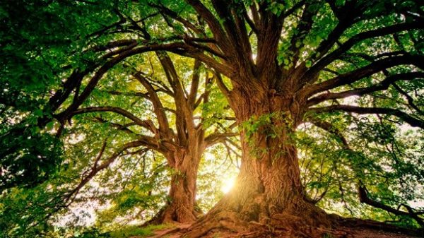 No hay árbol que el viento no haya sacudido. (foto: jplenio/Pixabay)