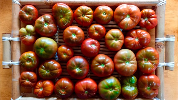 Tomates para ensalada o para rellenar. (Photo by Carolyn Baumel on Unsplash)