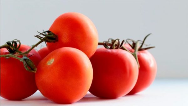 Hay que elegir tomates del mismo tamaño. (Photo by Vince Lee on Unsplash)