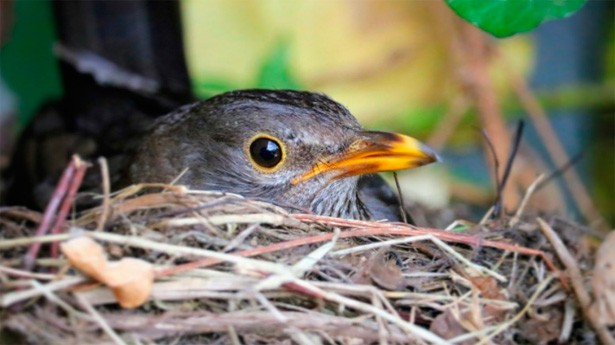 El pájaro ama su propio nido. (Foto: tommileew/Pixabay)