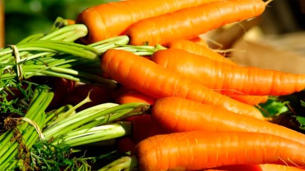 Zanahorias recién cogidas de la huerta. (Foto: