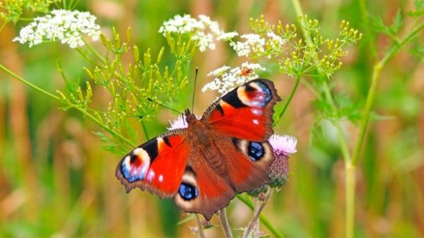 La mariposa recordará por siempre que fue gusano. (Foto: Pixabay)