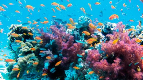 Cuando los grandes peces se pelean
