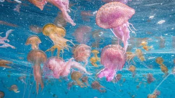 Cada vez hay más plagas de medusas o de orugas. (Foto: Ángel Fitor/Atresmedia))