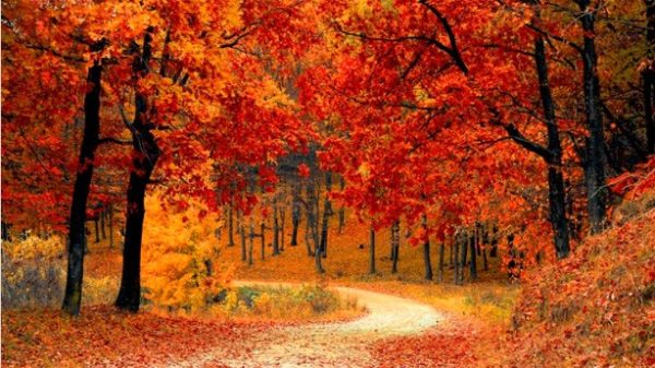 Hoy se celebra el Día Mundial de la Proteccion de la Naturaleza. (Foto: Valiphotos/Pixabay)
