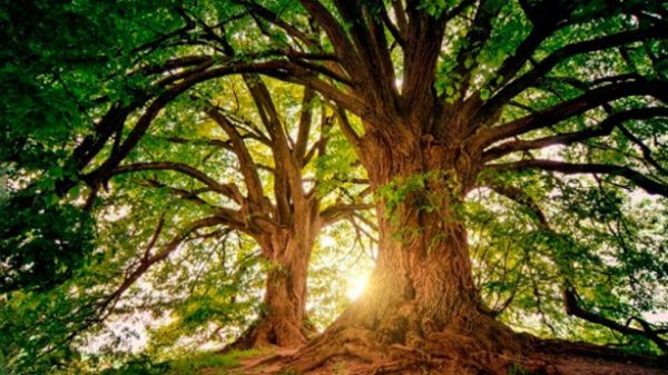 Del árbol del silencio pende el fruto de la seguridad. (Foto: Pixabay)