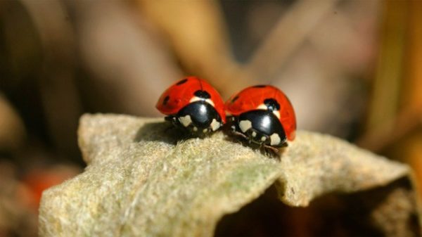 Hoy se celebra el Día de la Bondad. (Foto: Pixabay)