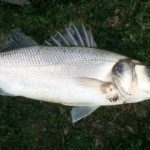 Lubina o dorada