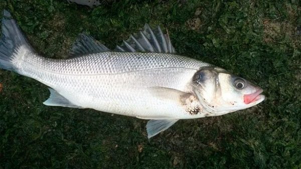 Lubina o dorada