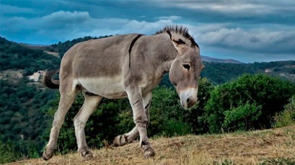 Hoy es el cumpleaños del autor de Platero y yo. (Foto: Pixabay)