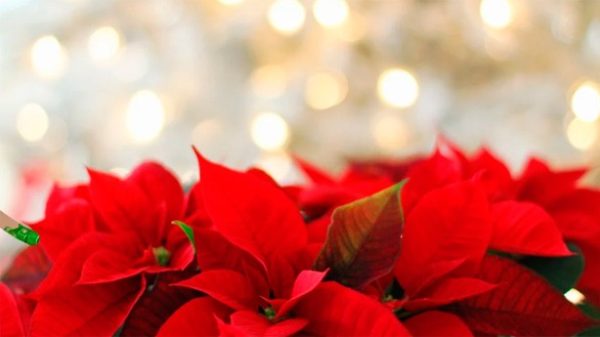 Muy feliz Navidad a todos los lectores de Hechos de Hoy. (Foto: Pixabay)
