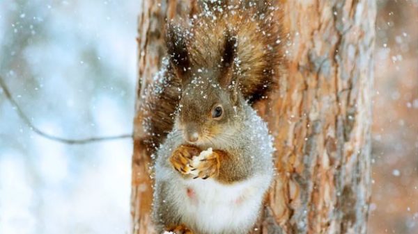 Quien alimenta a un animal hambriento
