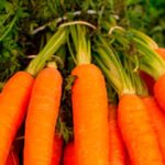 No te olvides de las zanahorias cuando vayas a la compra. (Photo by K8 on Unsplash)