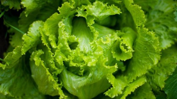 Los cogollos no son sólo para comer en ensalada.